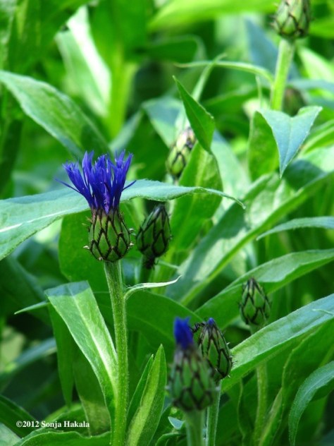 Bachelor button paintbrush for web