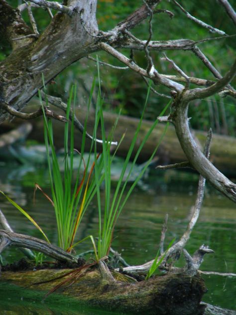 Cattails growing out of log, Shelburne Pond
