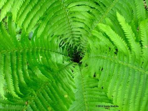 Fern swirl 2 for web