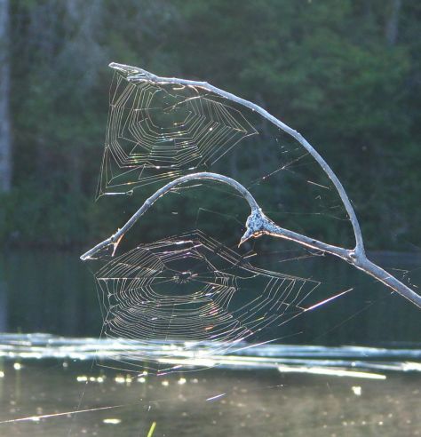 Grafton Pond-2 spider webs copy