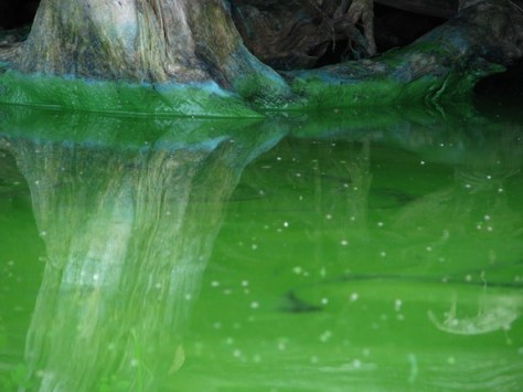 Green ghost, Shelburne Pond for web