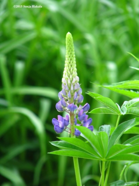 Lupin-June 2015