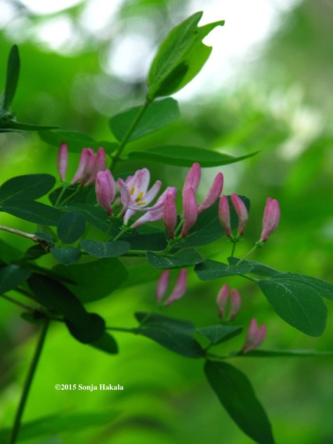 Pink honeysuckle