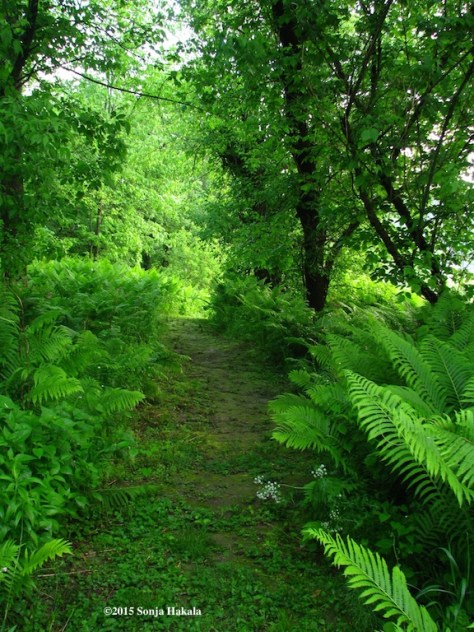 River path May 28, 2015 for web
