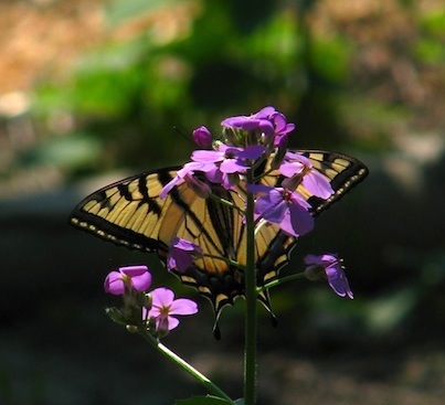 Swallowtail on dames rocket May 2012 for web