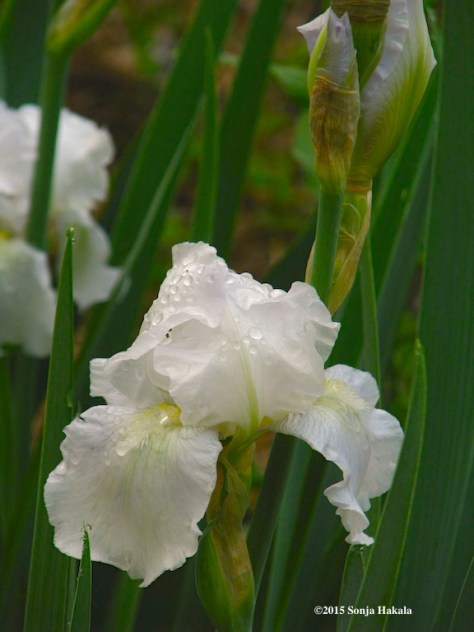 White iris, June 2, 2015 for web