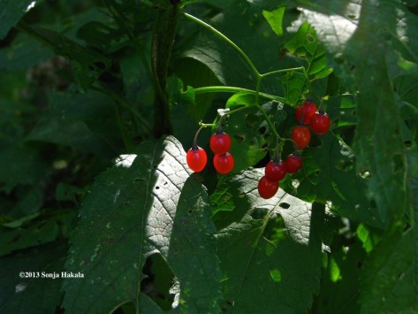 Deadly nightshade berries for web