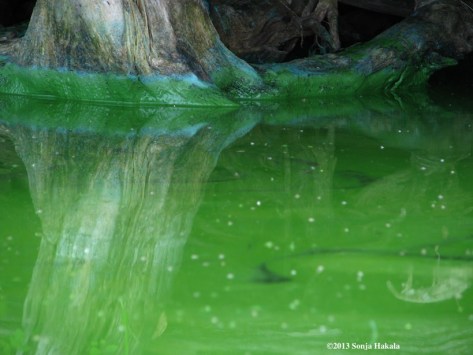 Green ghost, Shelburne Pond for web