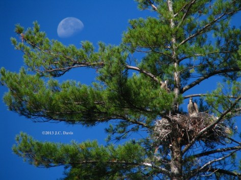 Heron chicks and half moon over Grafton Pond for web