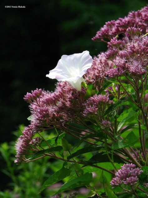 Joe Pye weed and bindweed for web