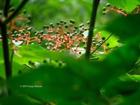Native dogwood berries
