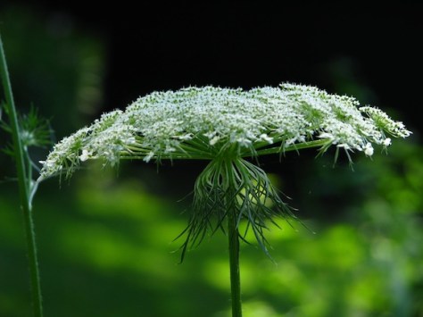 Queen Ann's Lace closeup for web