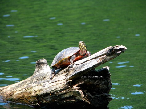 Turtle 4-for web