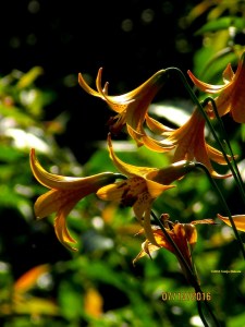 Canada lilies in bloom on the White River in Vermont