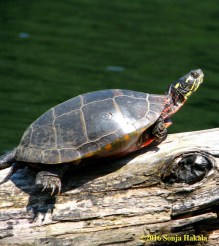 Turtle 3 for Chronicle