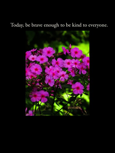 WQ-coral garden phlox