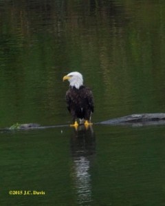 Eagle 2 smaller for web
