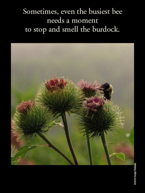 WQ-Bee-Burdock