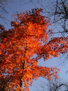 backyard-maple-for-web