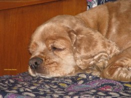 goldie-asleep-on-couch-for-web