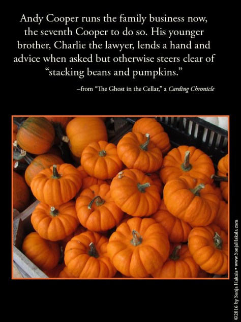 wq-miniature-pumpkins