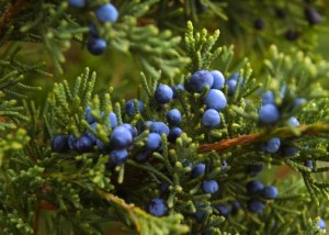 juniper-berries-for-web