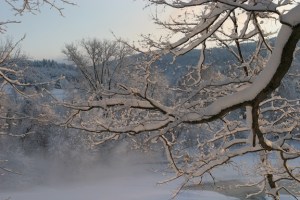 maple-branch-in-snow-for-web