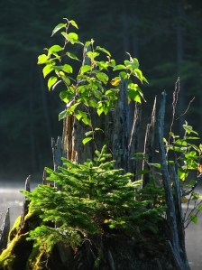 tiny-pine-tree-grafton-pond-for-web