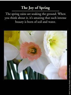 WQ-Peach centered narcissus