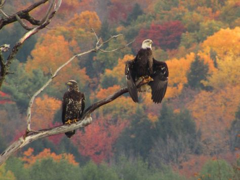 Eagles leaf peeping-1