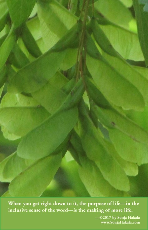 SH-Green Maple seeds