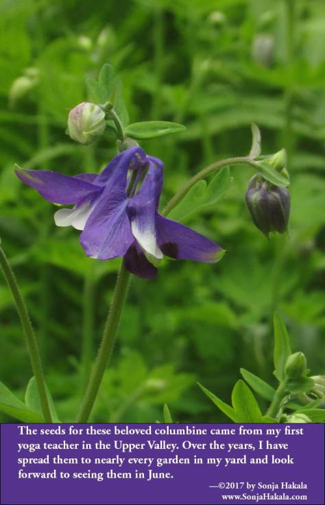 SH-Purple columbine