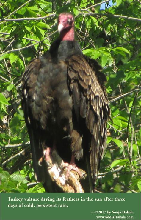 SH-Turkey vulture