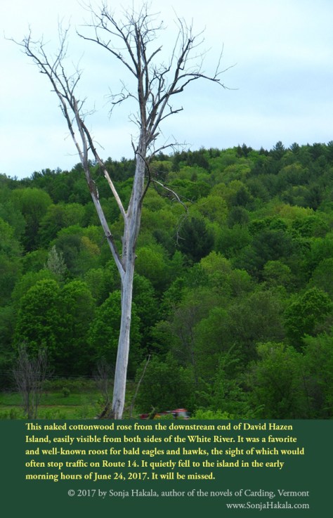 SH-White tree memorium