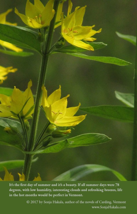 SH-Yellow loosestrife