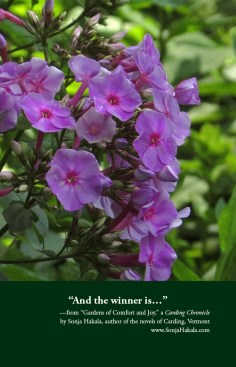 SH-Garden Phlox