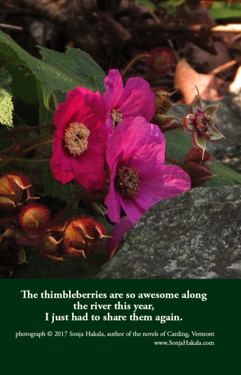 SH-Thimbleberry 2