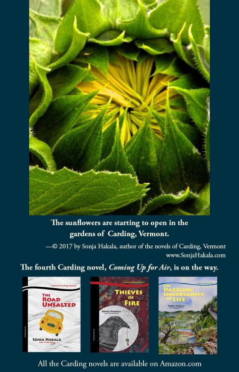 SH-sunflowers coming