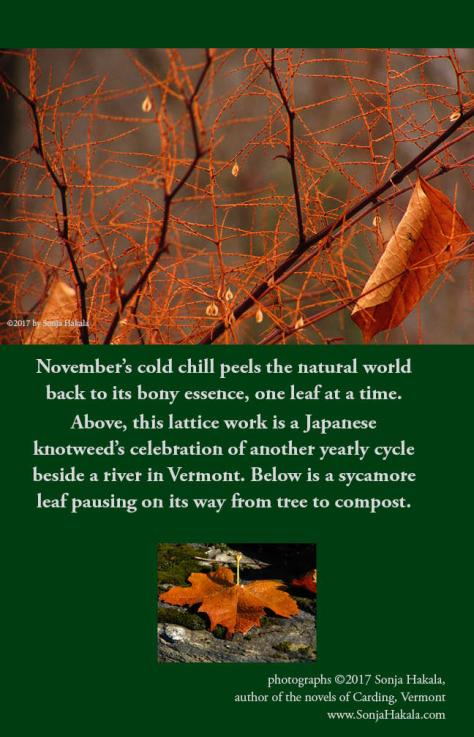 SH-Japanese knotweed lattice