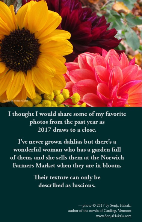 SH-dahlias in winter