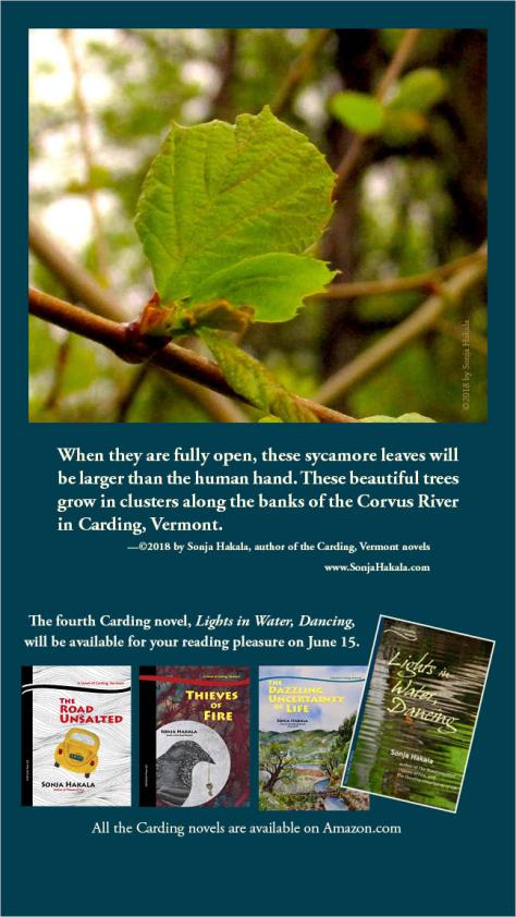 SH-Sycamore leaves in spring