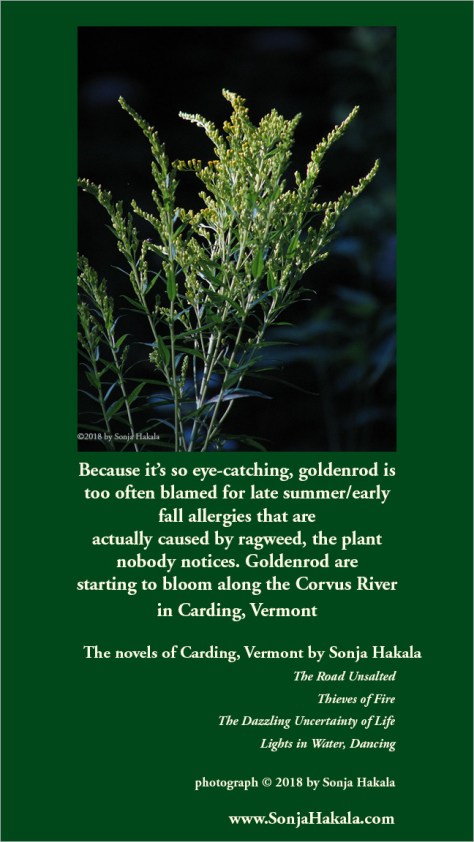 SH-blooming goldenrod