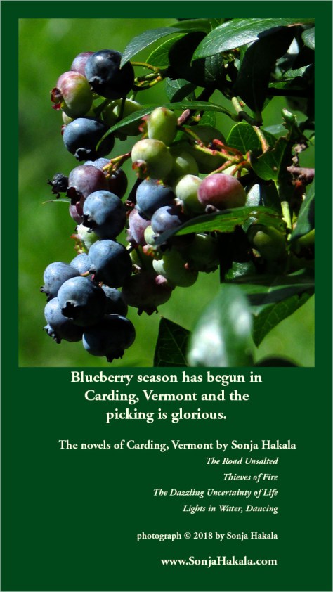 SH-blueberry season
