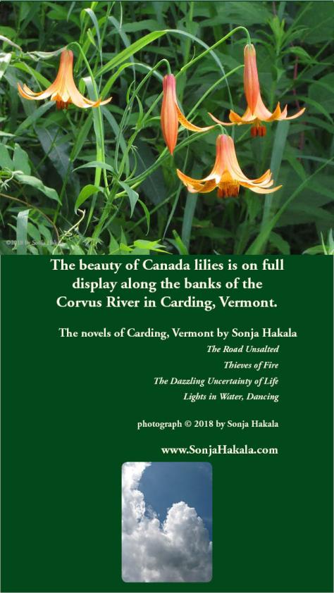 SH-Canada lily