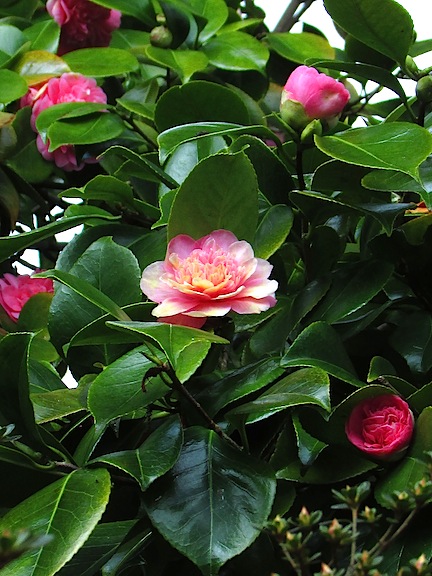 Camellias at Trelisik