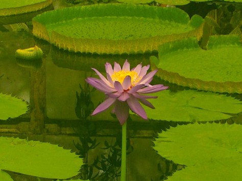 Kew waterlily