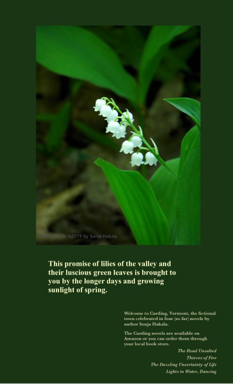 sh-lilies of the valley