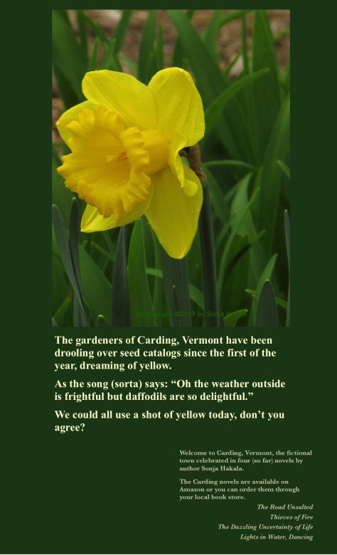 sh-yellow daffodils