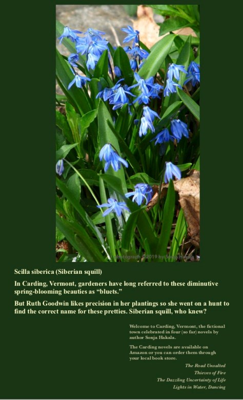 SH-Siberian squill