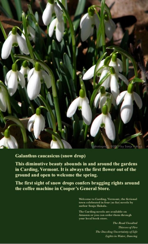 SH-Snowdrops 2
